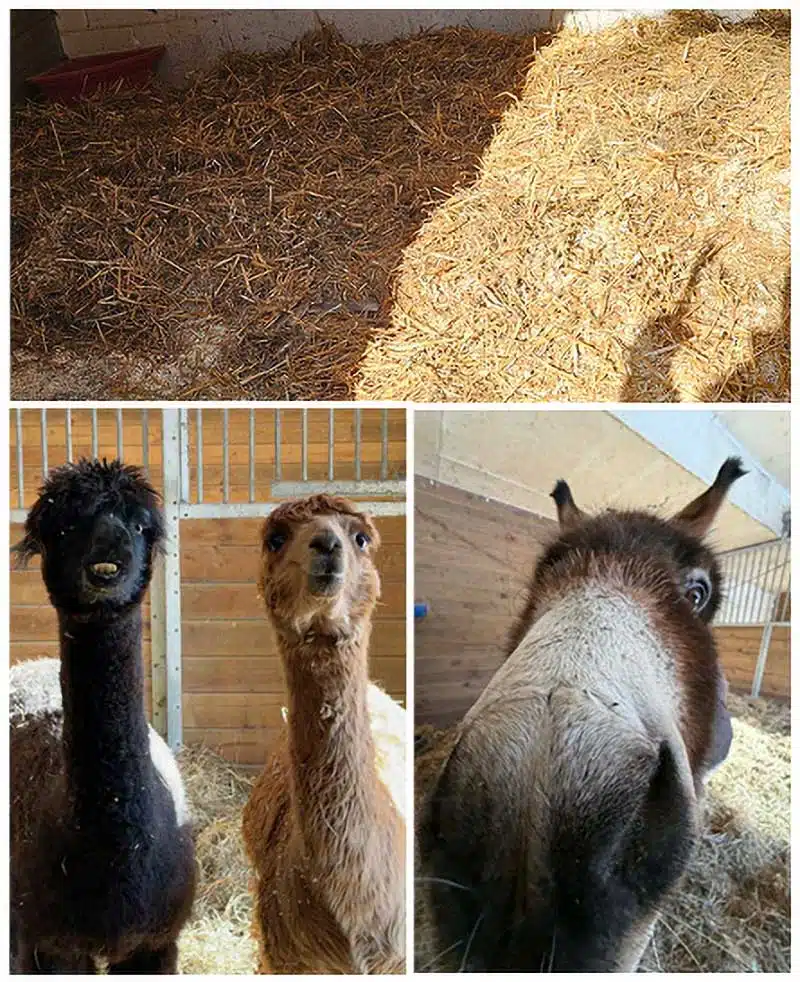Mark-Jim-Bone-Straw-Donation